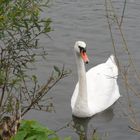 Schwan