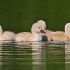 Schwan 6 - endlich schwimmen