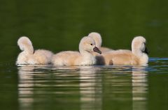 Schwan 6 - endlich schwimmen