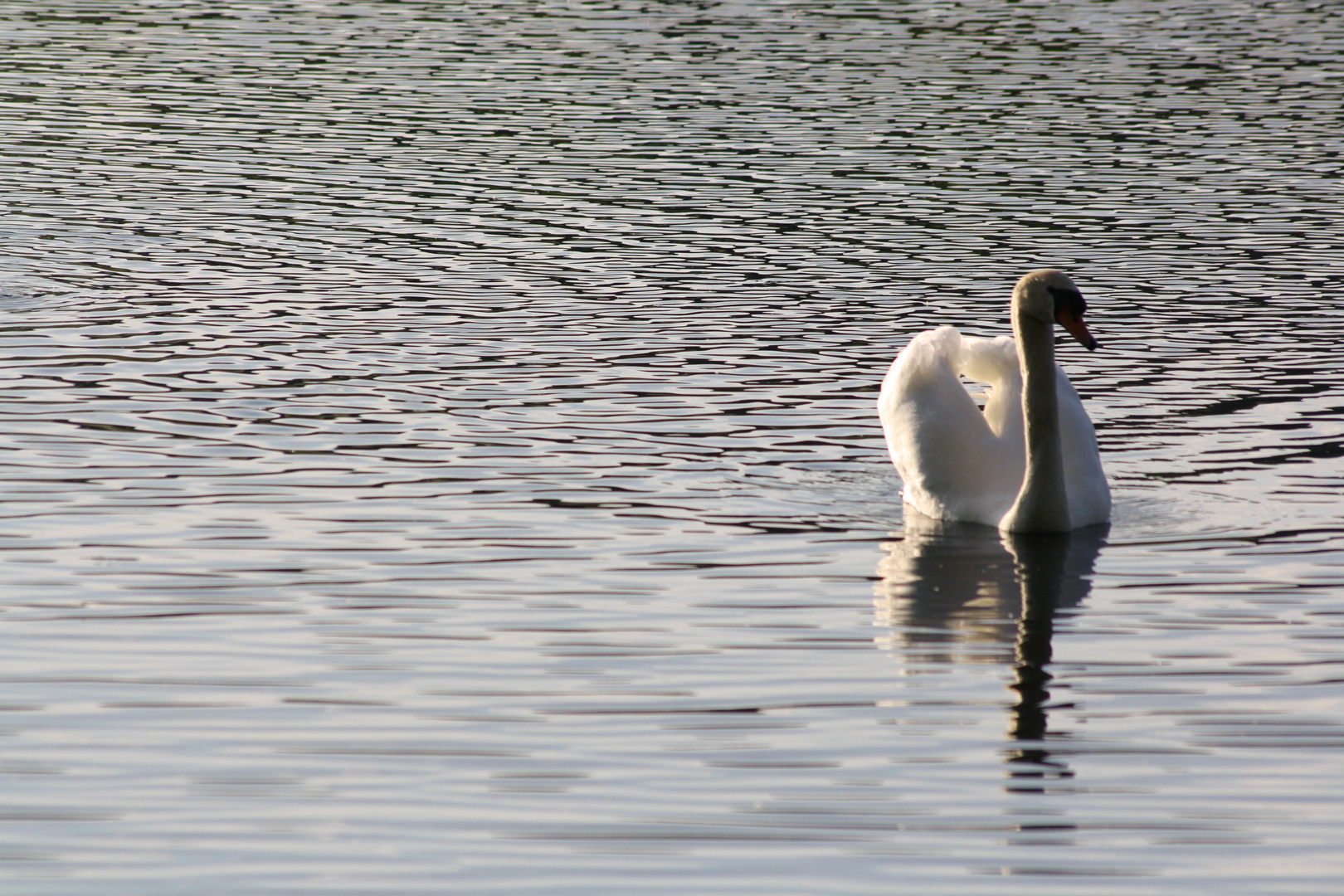 Schwan