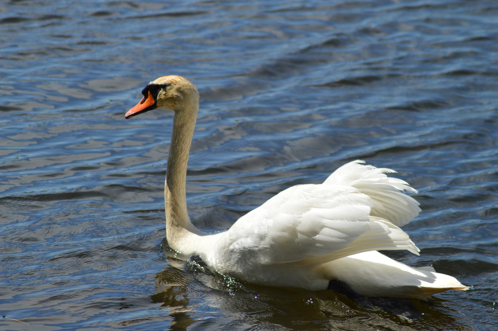 Schwan