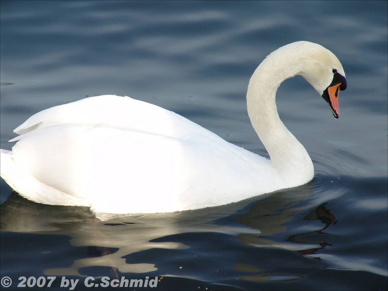 Schwan