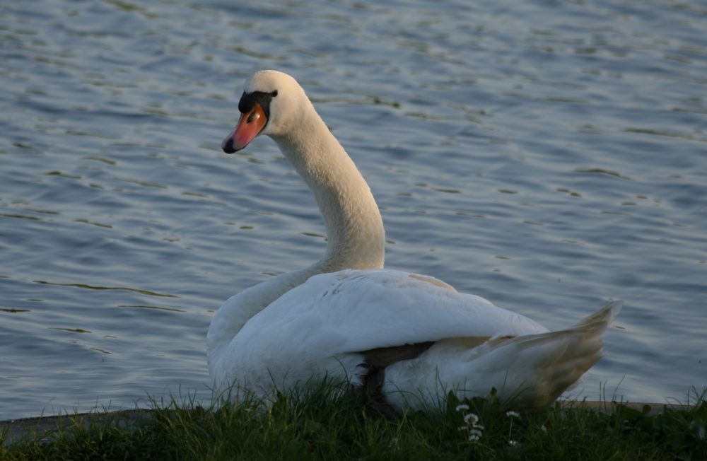 Schwan