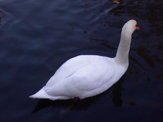 Schwan