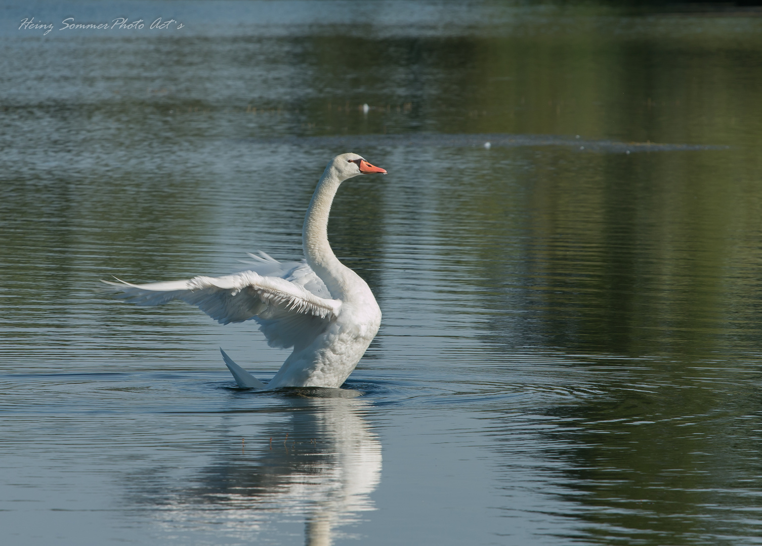 Schwan 