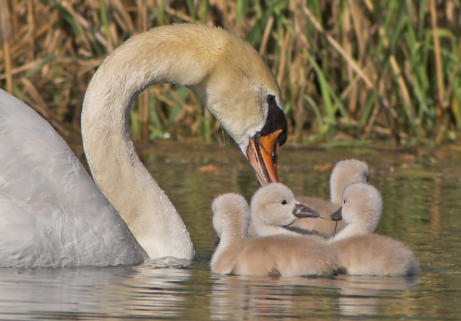 Schwan 7 - Und immer schön zusammen bleiben, verstanden?