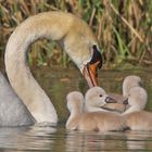 Schwan 7 - Und immer schön zusammen bleiben, verstanden?