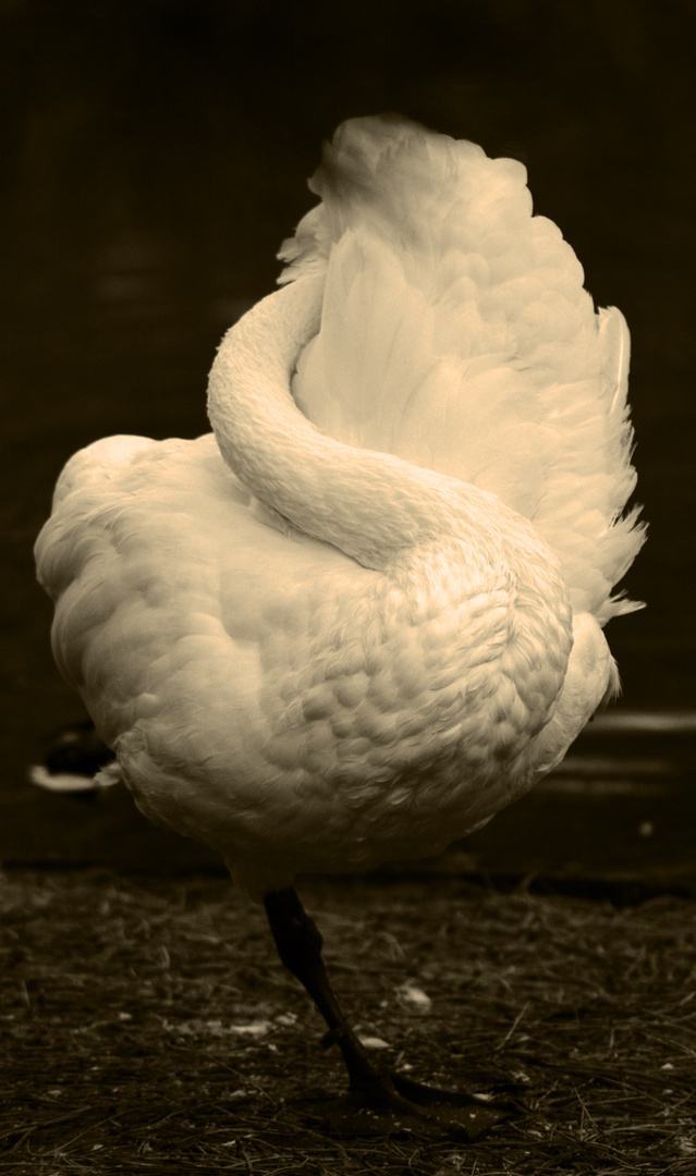 Schwan