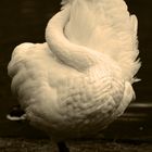 Schwan
