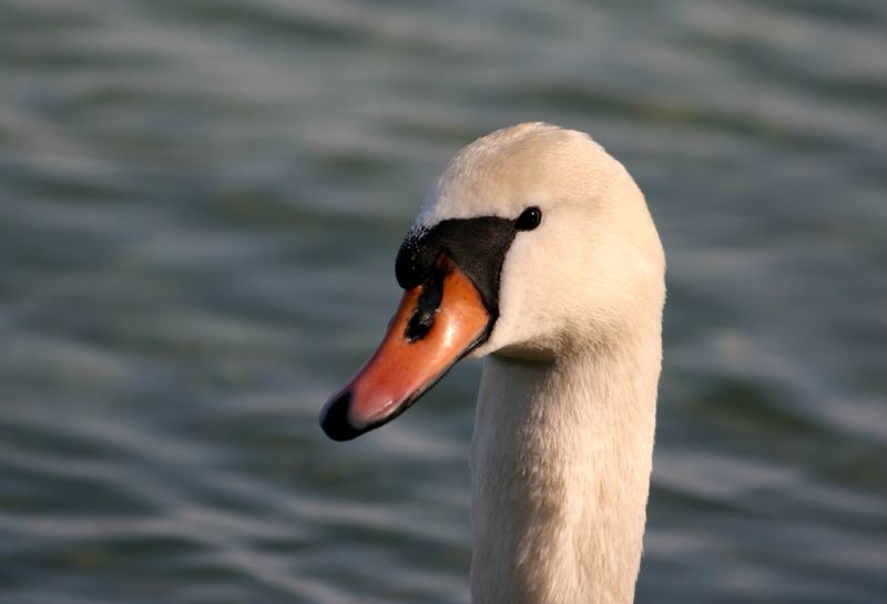 Schwan