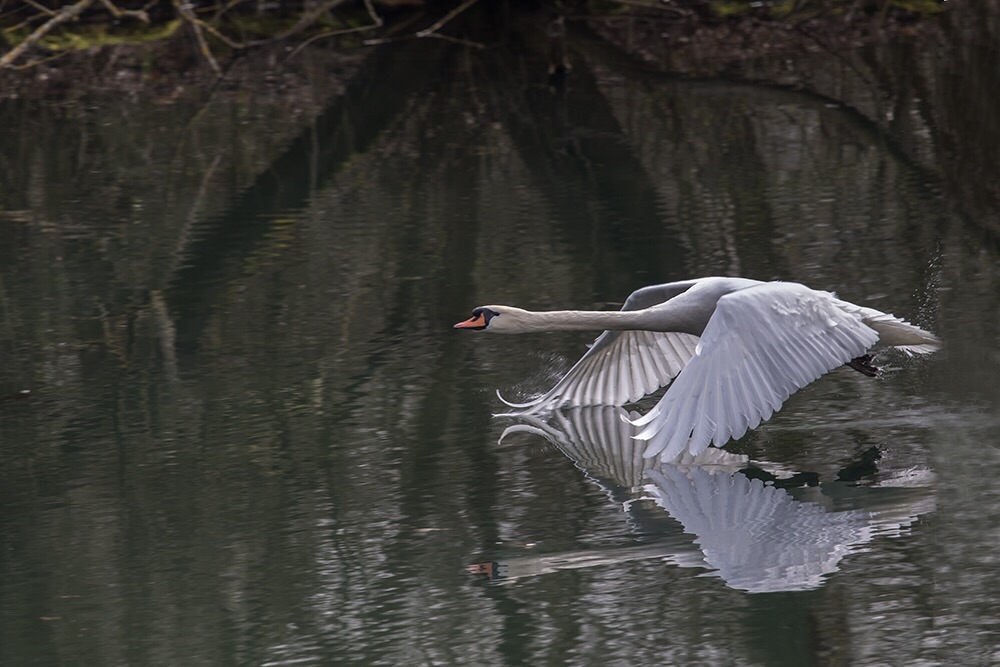 *Schwan*