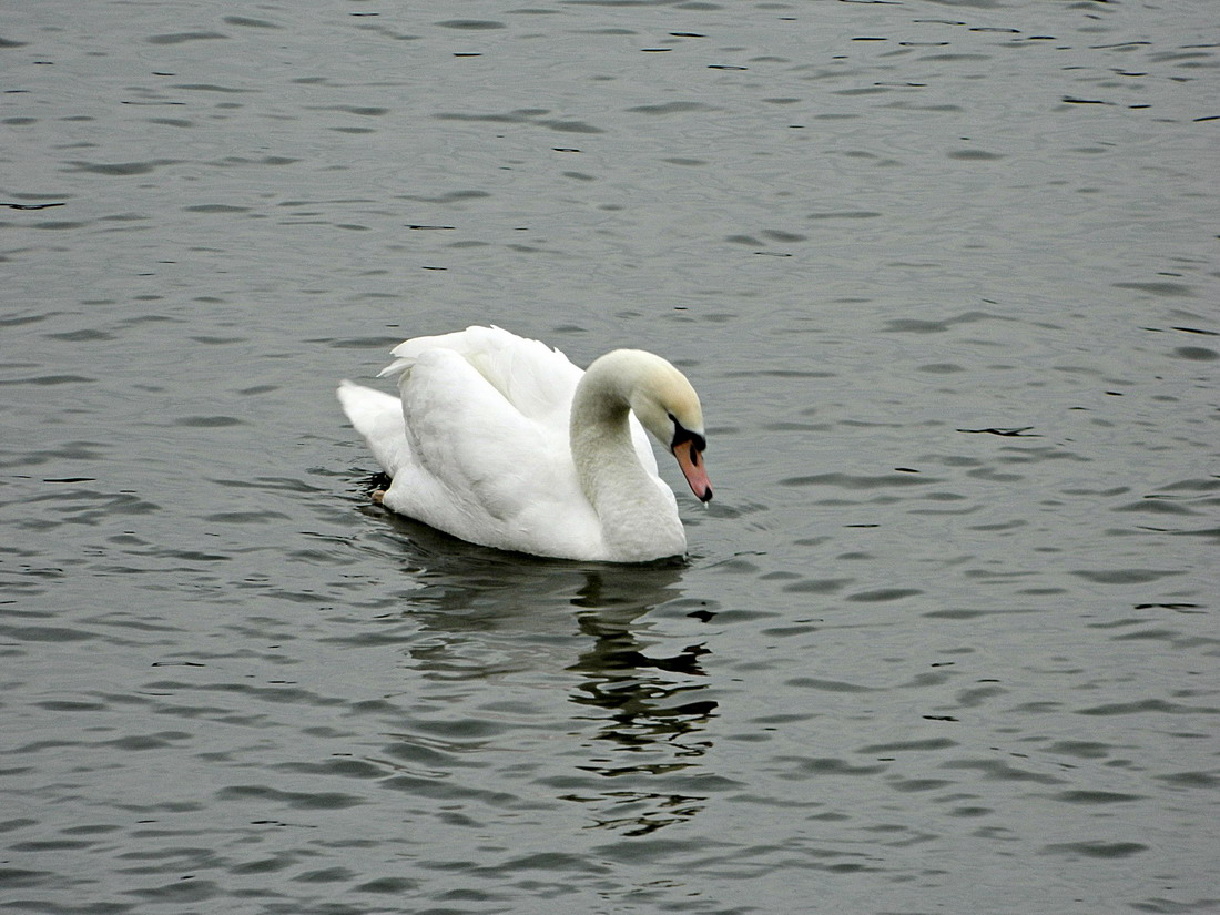 Schwan