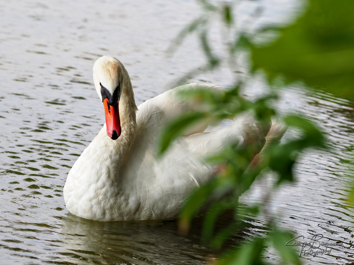 Schwan