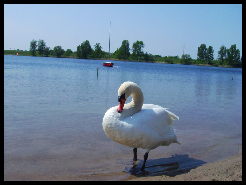 Schwan