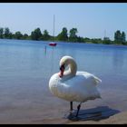 Schwan