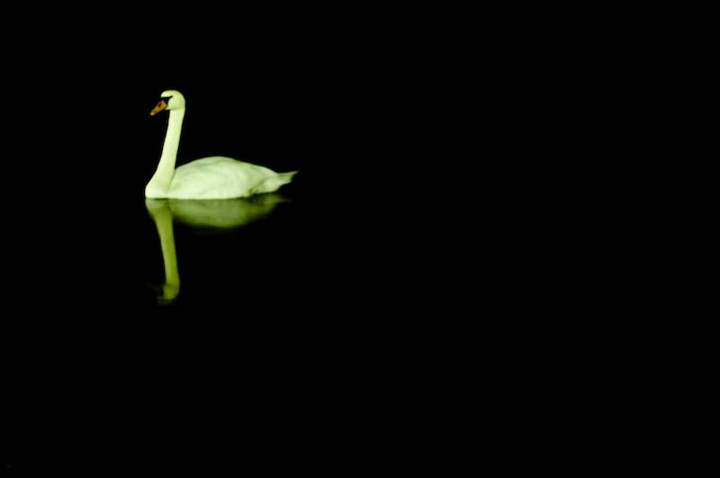 Schwan a la minimalismus