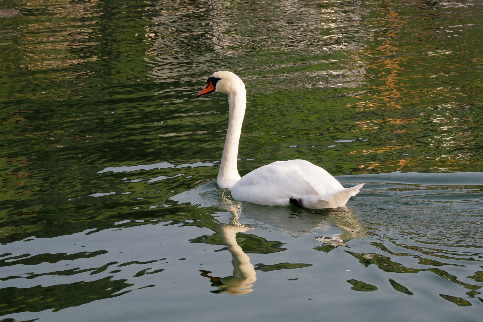 schwan