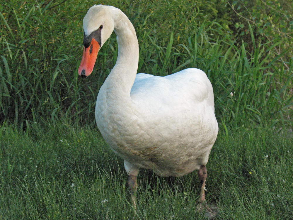 Schwan