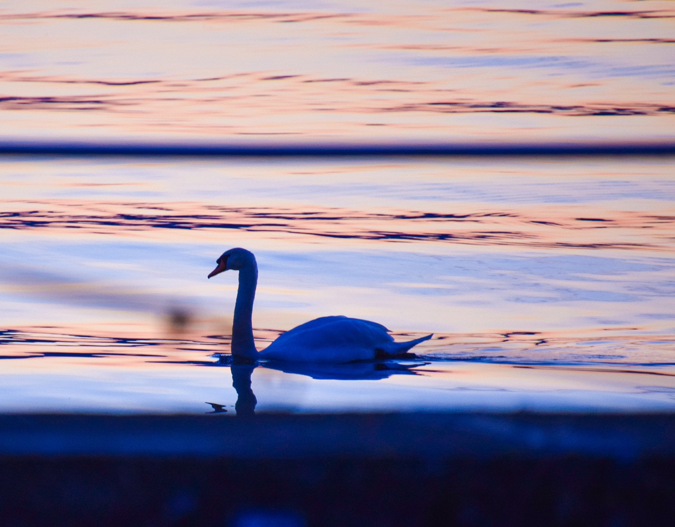 Schwan Abendstimmung