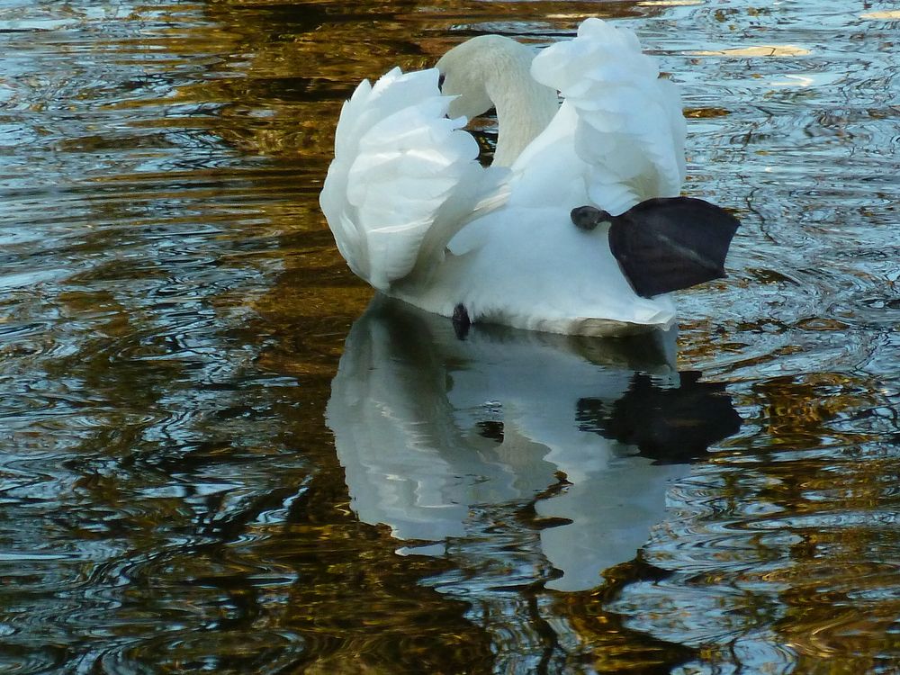 Schwan abstrakt...