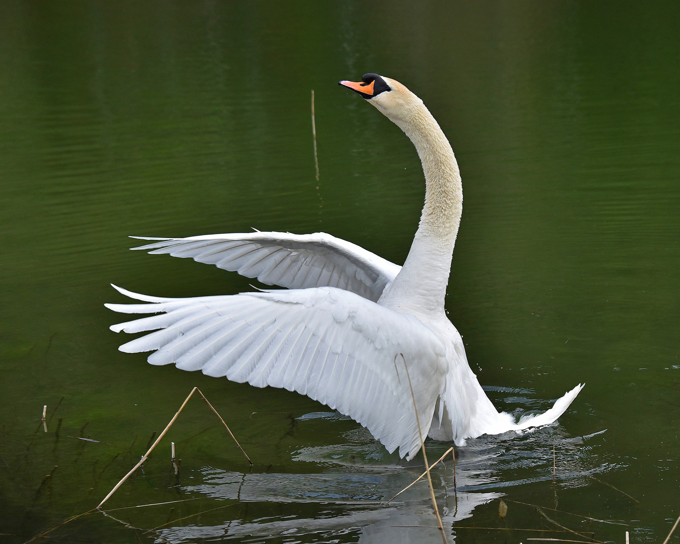 Schwan