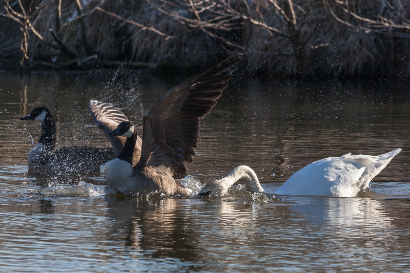 Schwan ärgert Kanadagans