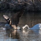 Schwan ärgert Kanadagans