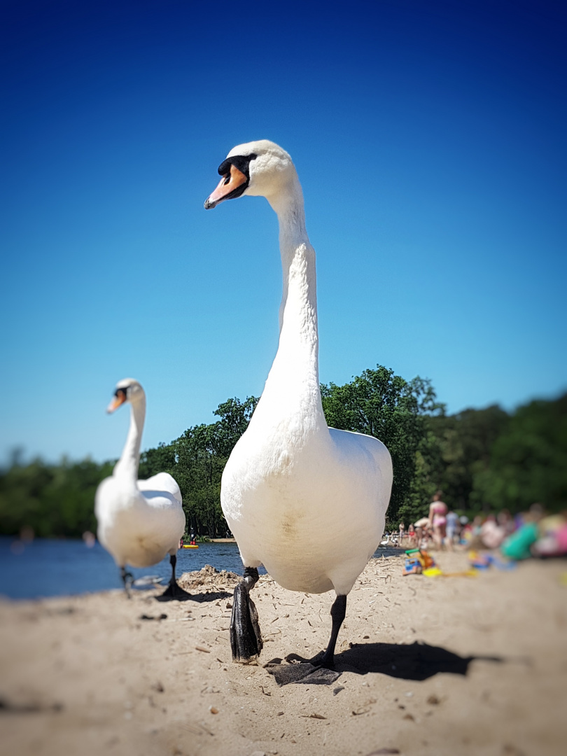 Schwan-Alarm am Müggelsee