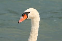 Schwan - allein