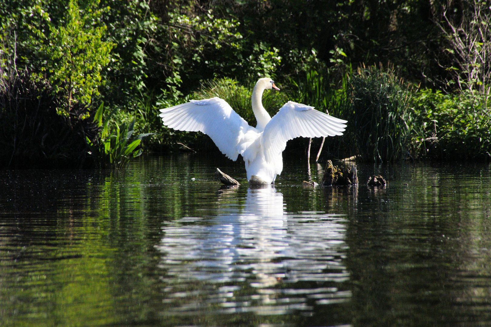 Schwan als "Dirigent"