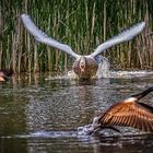 Schwan als Gänsejäger