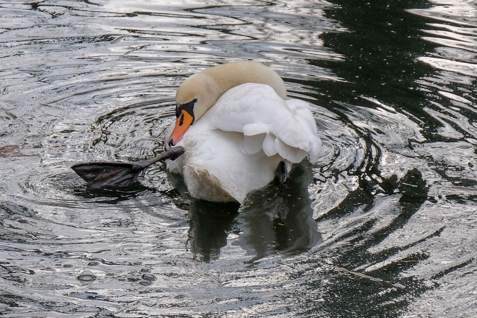 Schwan am Abend.