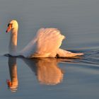 Schwan am Abend