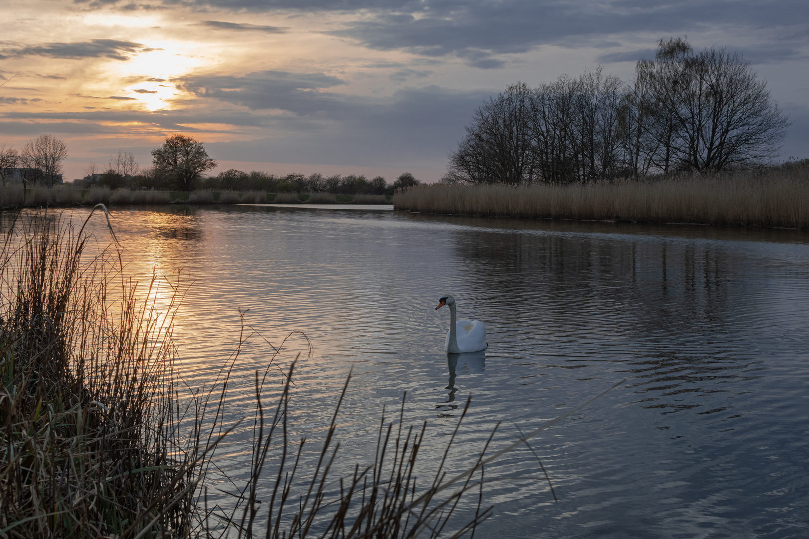 Schwan am Abend auf dem Ryck