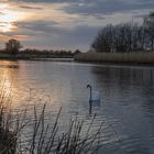 Schwan am Abend auf dem Ryck