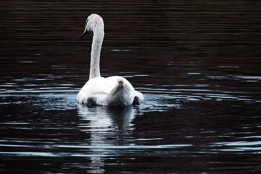 Schwan am Abend