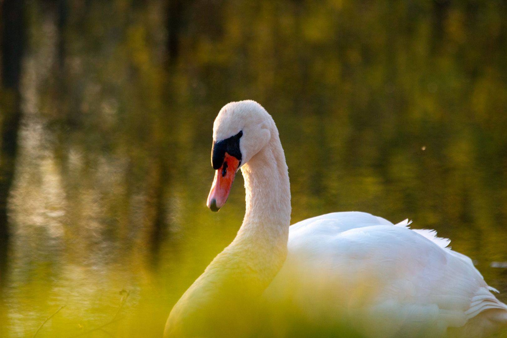 Schwan am Abend