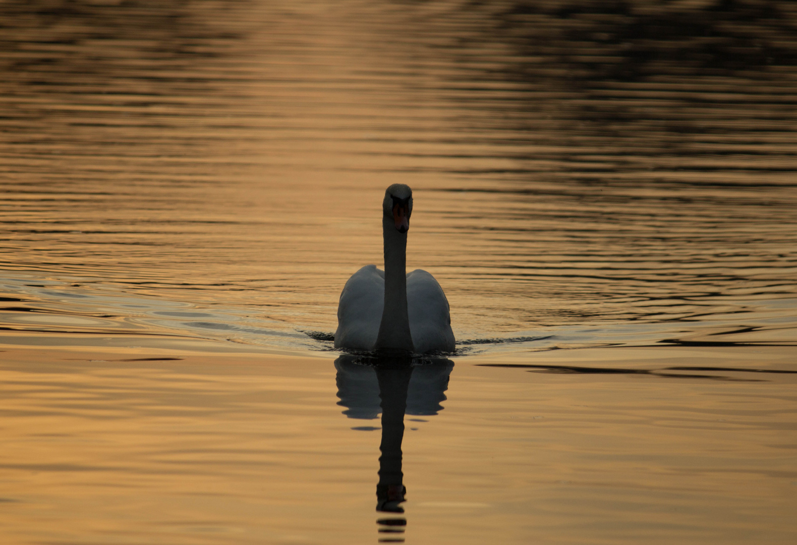 Schwan am Abend