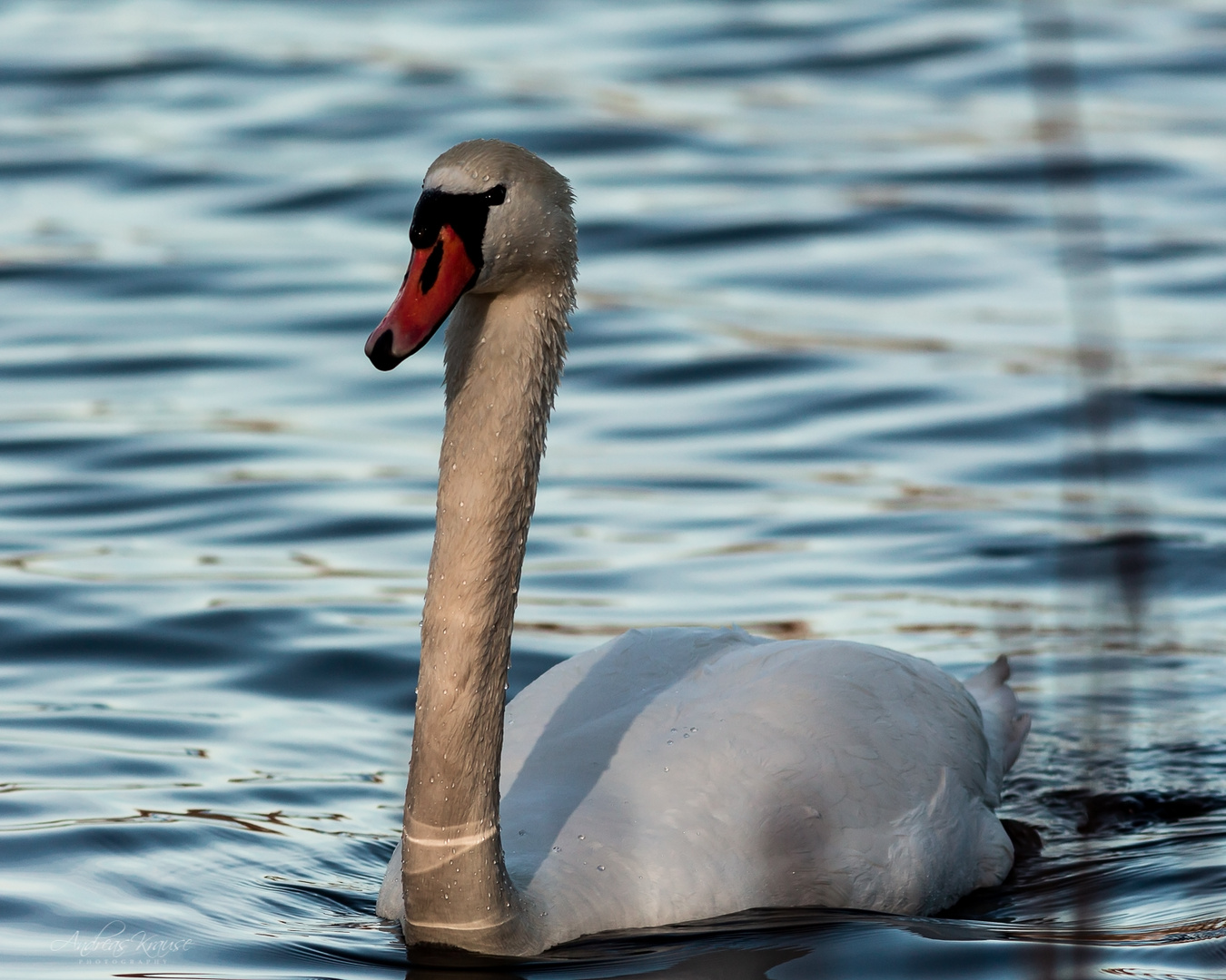 Schwan am Abend