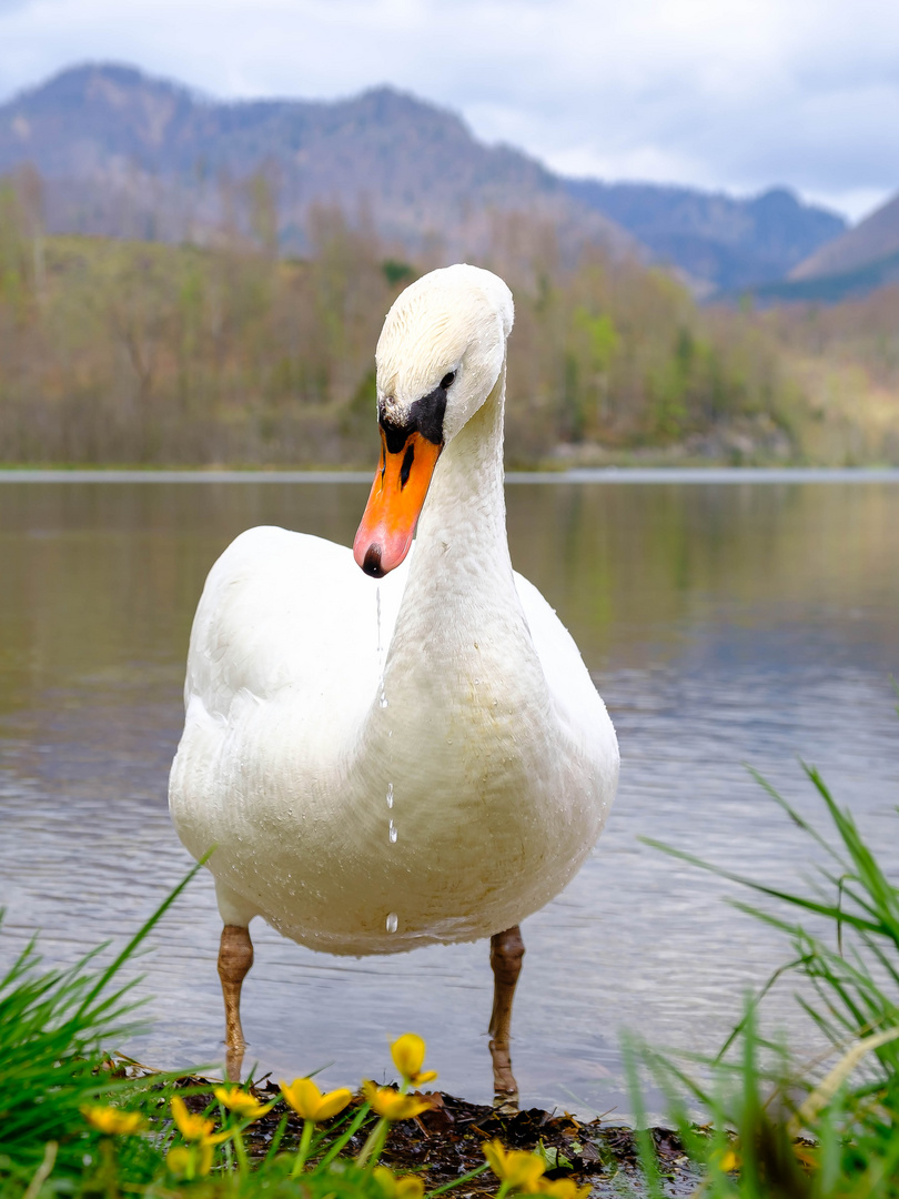 Schwan am Almsee