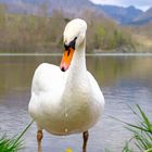 Schwan am Almsee