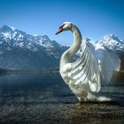 Schwan am Almsee