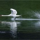 Schwan am Almsee