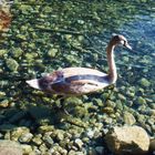 Schwan am Alpsee