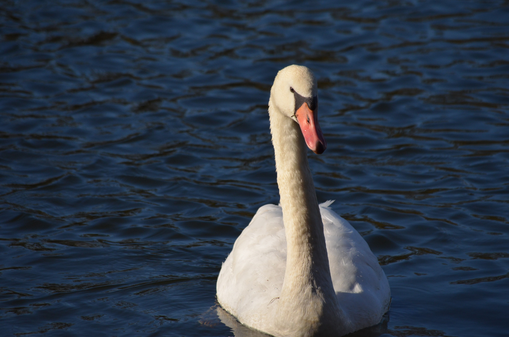 Schwan am Altrhein