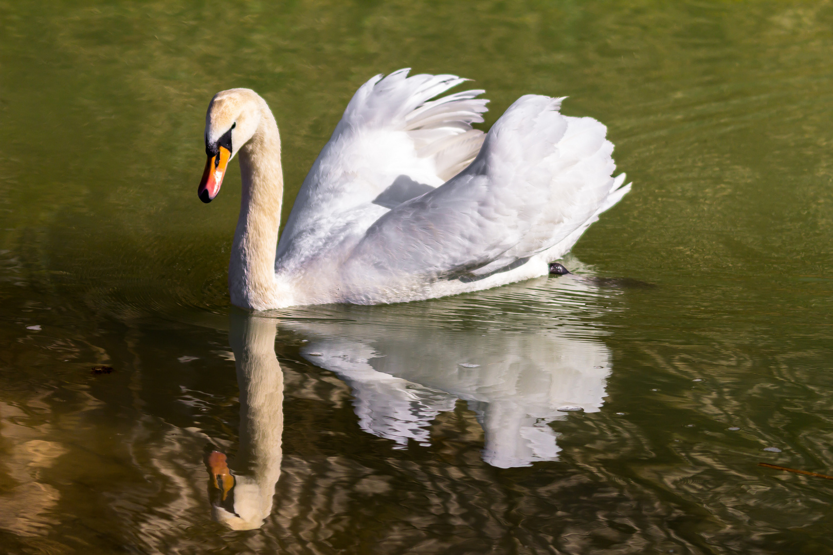 Schwan am Altrhein bei Sasbach