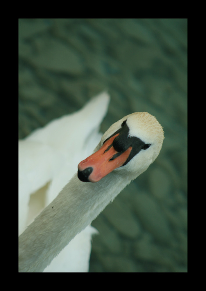 Schwan am Attersee