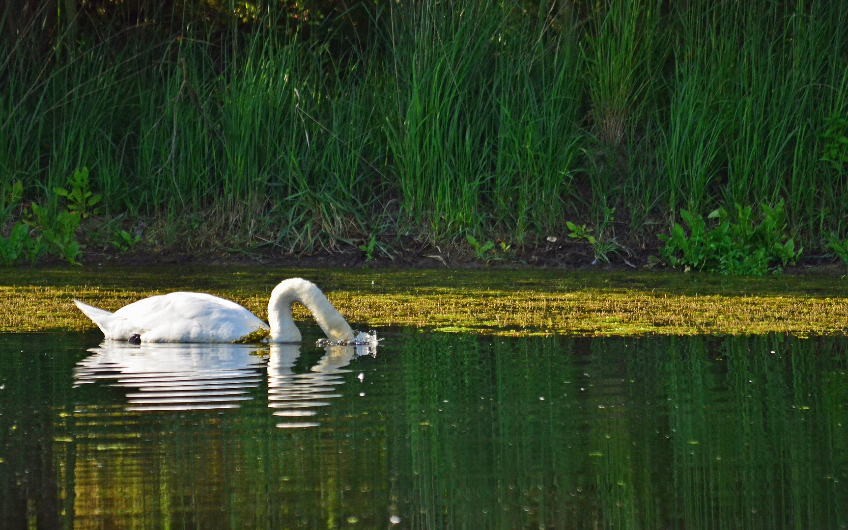 Schwan am Biotopsee im Marienfeld