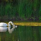 Schwan am Biotopsee im Marienfeld