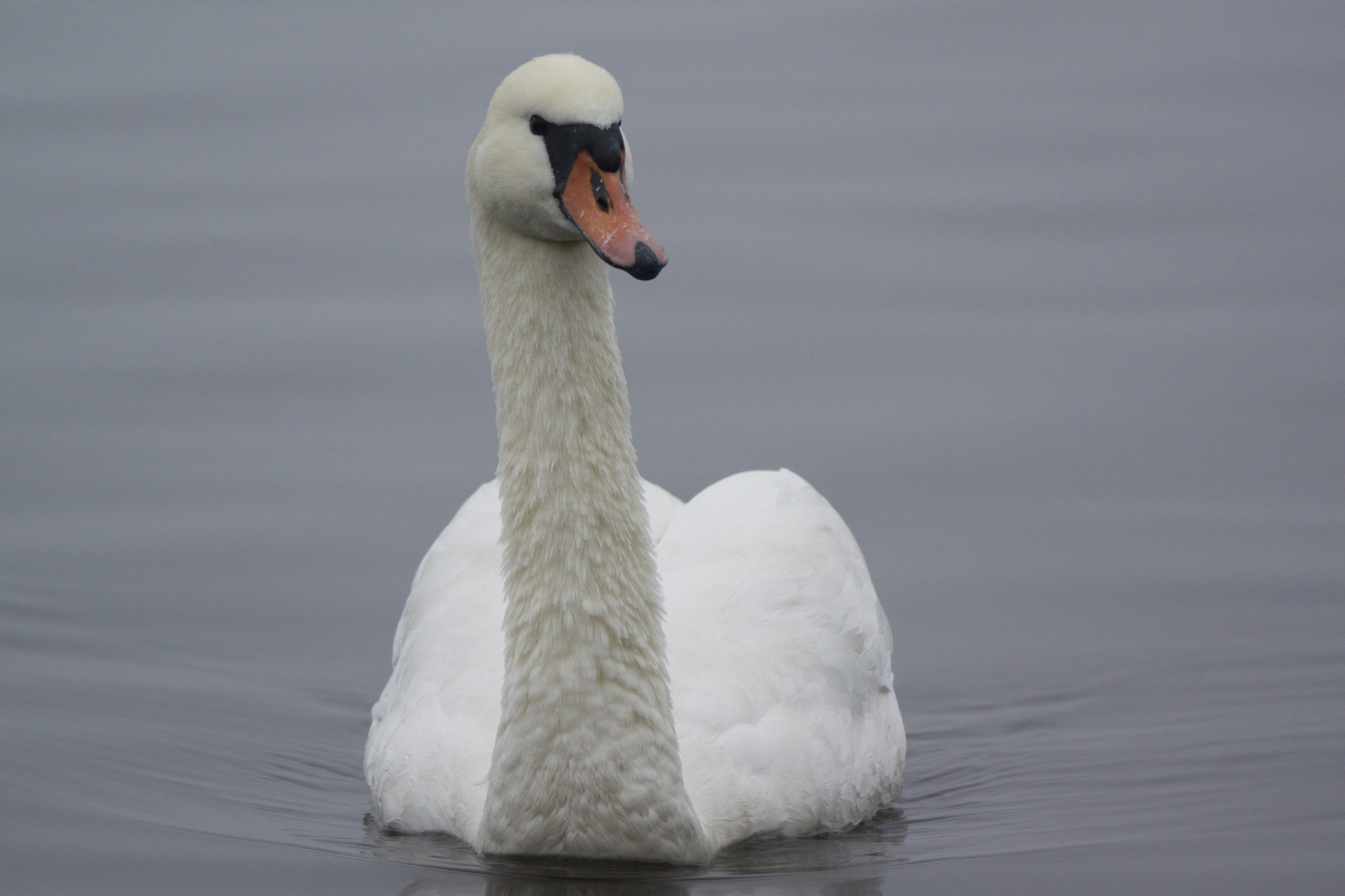 Schwan am Blankensee................